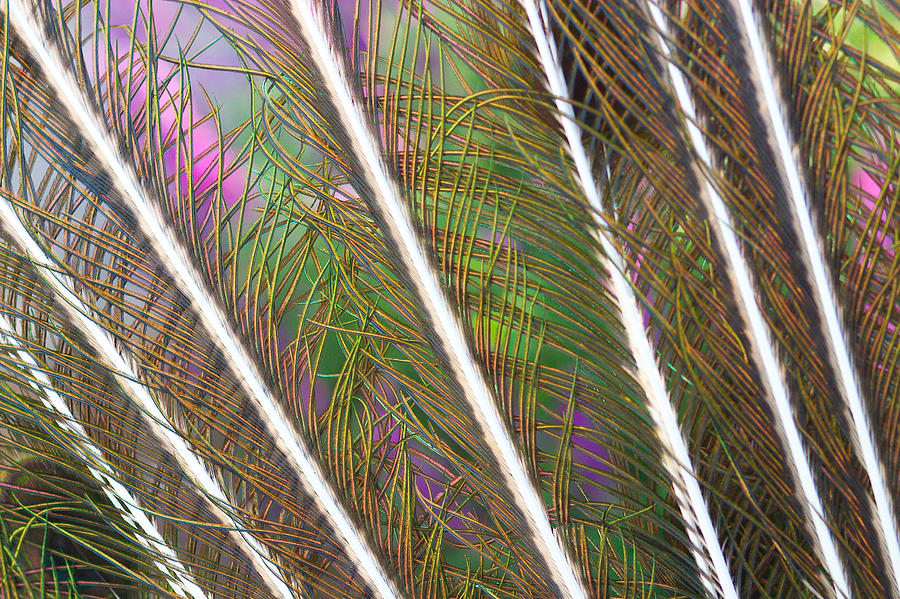 Bird Photograph - Peacock Feathers #1 by RM Vera