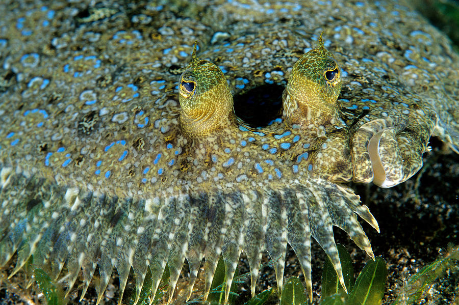 Peacock Flounder Photograph By Andrew J Martinez Fine Art America 7819