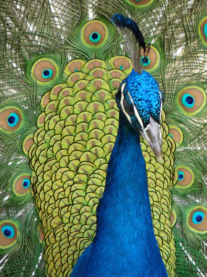 Peacock Head #1 Photograph by Jeff Lowe