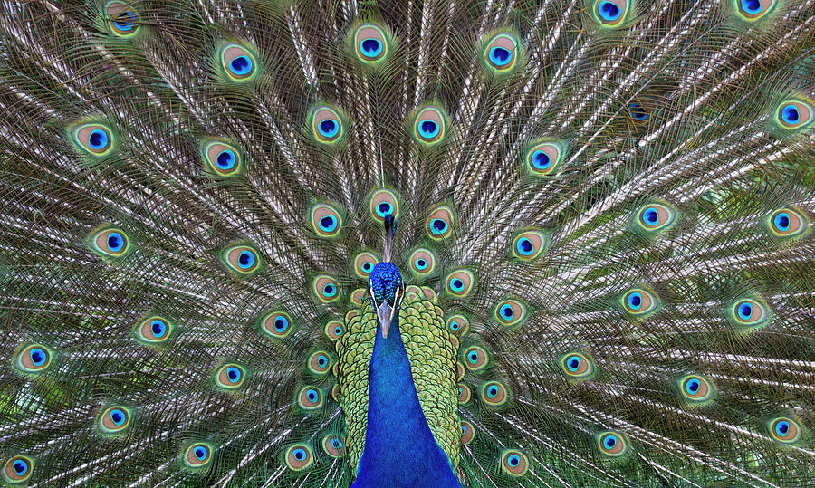 Peacock In Full Display Mode Attempting #1 Photograph by Robert Postma