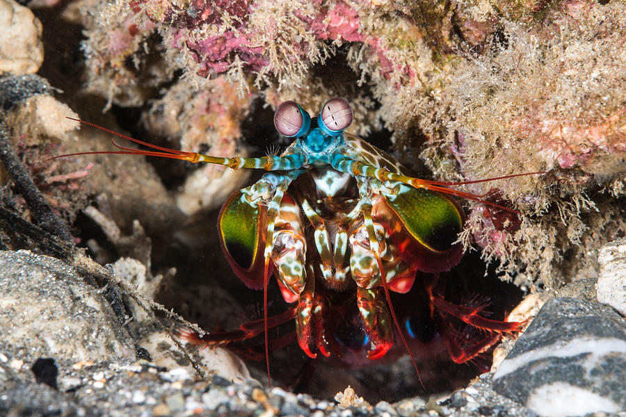 Peacock Mantis Shrimp #1 Photograph by Andrew J. Martinez