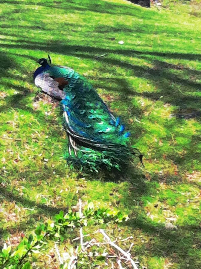 Peacock Photograph