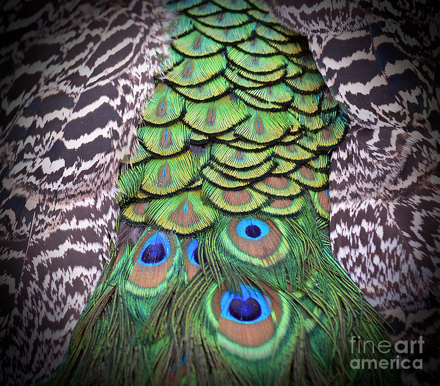 Peacock Plumage  #1 Photograph by Jim Fitzpatrick