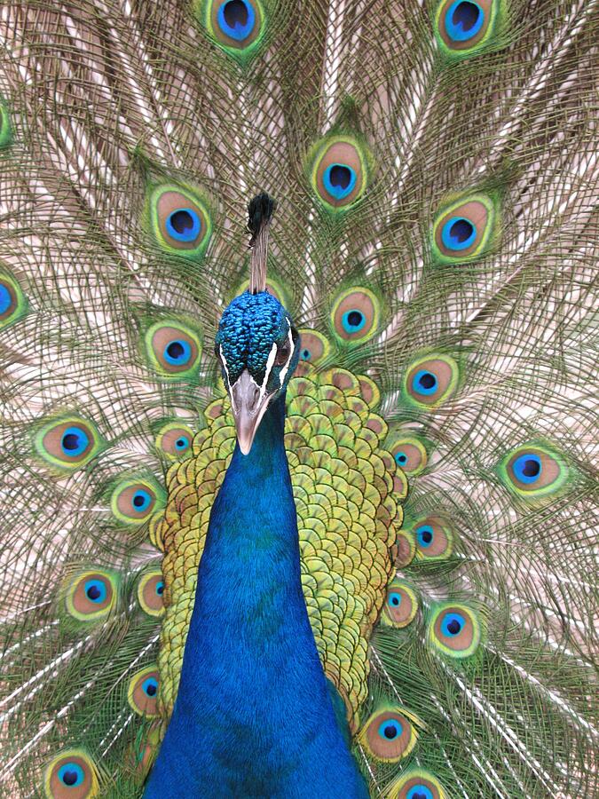 Peacock Full Plumage Photograph