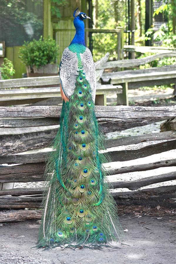 Peacock Posing on Fence #1 Photograph by Jeanne Juhos