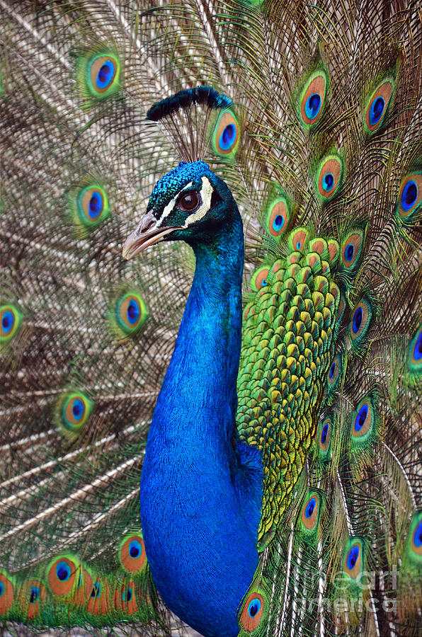 Peacock profile #1 Photograph by Frank Larkin