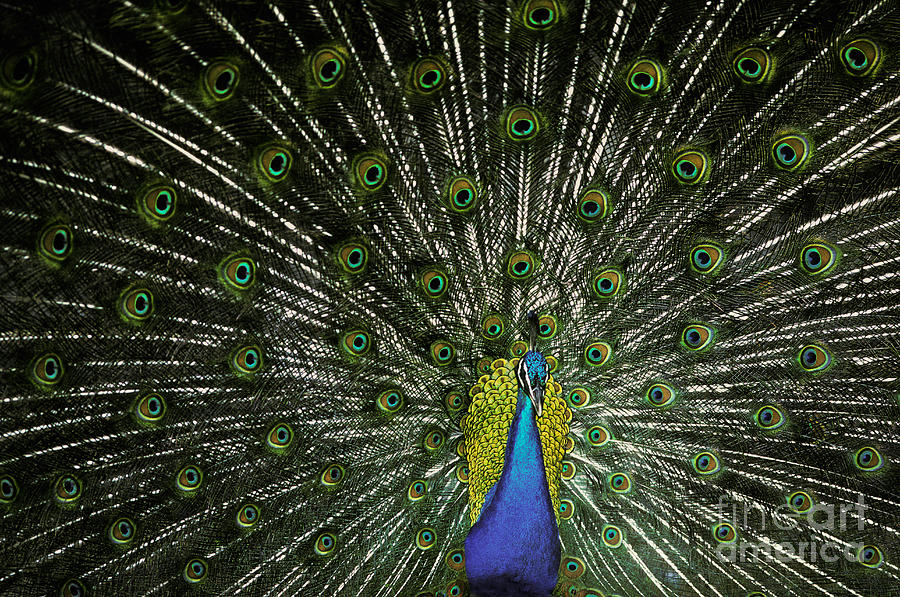 Peacock #1 Photograph by Ron Sanford