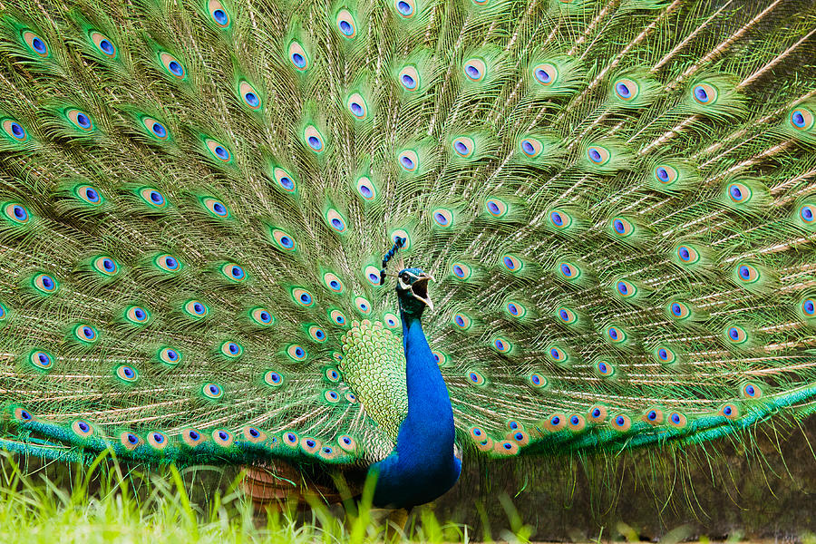 Peacock Photograph by SAURAVphoto Online Store