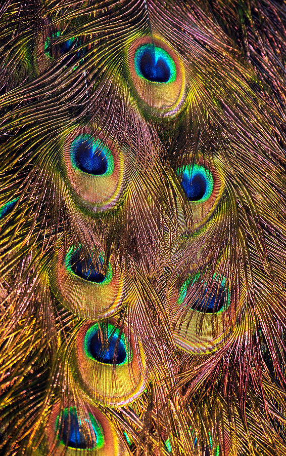 Peacock Tail Feathers #1 Photograph by Theodore Clutter