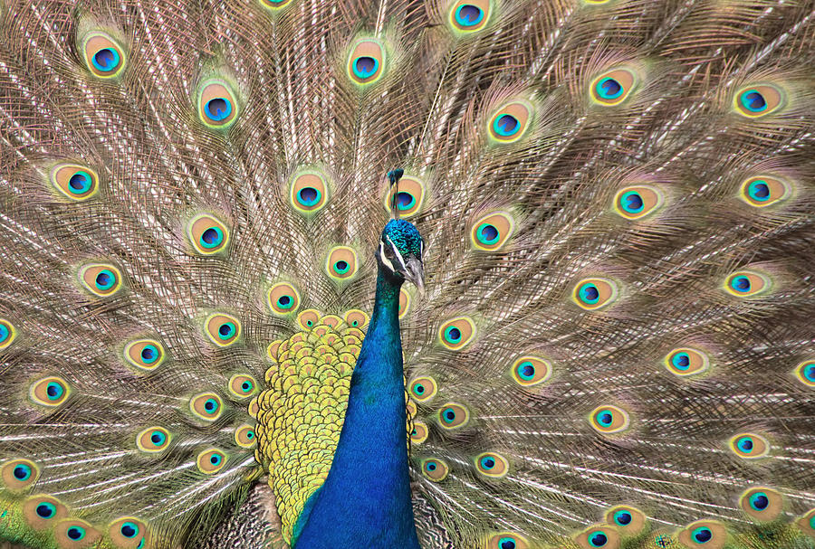 Peacock Tail #1 Photograph by Jack Nevitt