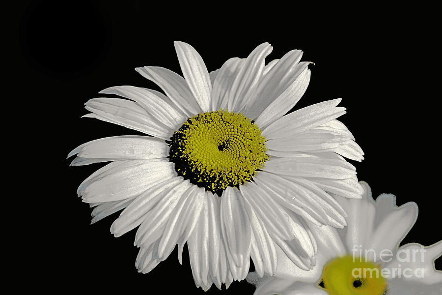 Pearlescent Daisy #1 Photograph by Stan Reckard