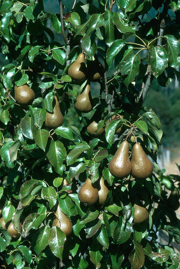 Pears #1 Photograph by A.b. Joyce