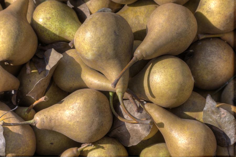 Pears #1 Photograph by Steve Gravano