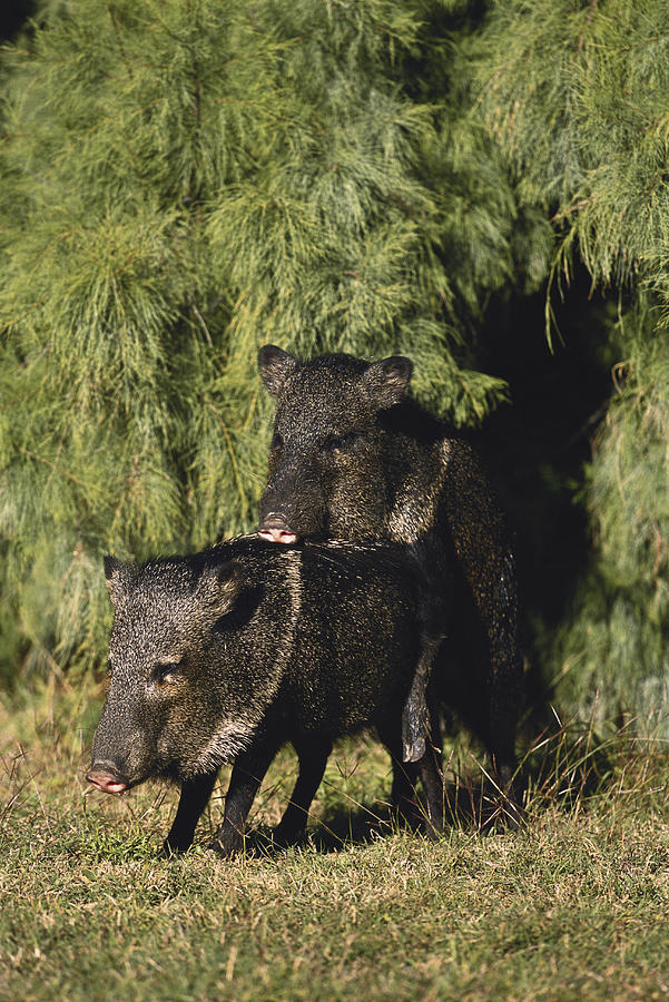 Peccaries Mating #1 Photograph by Gerald C. Kelley