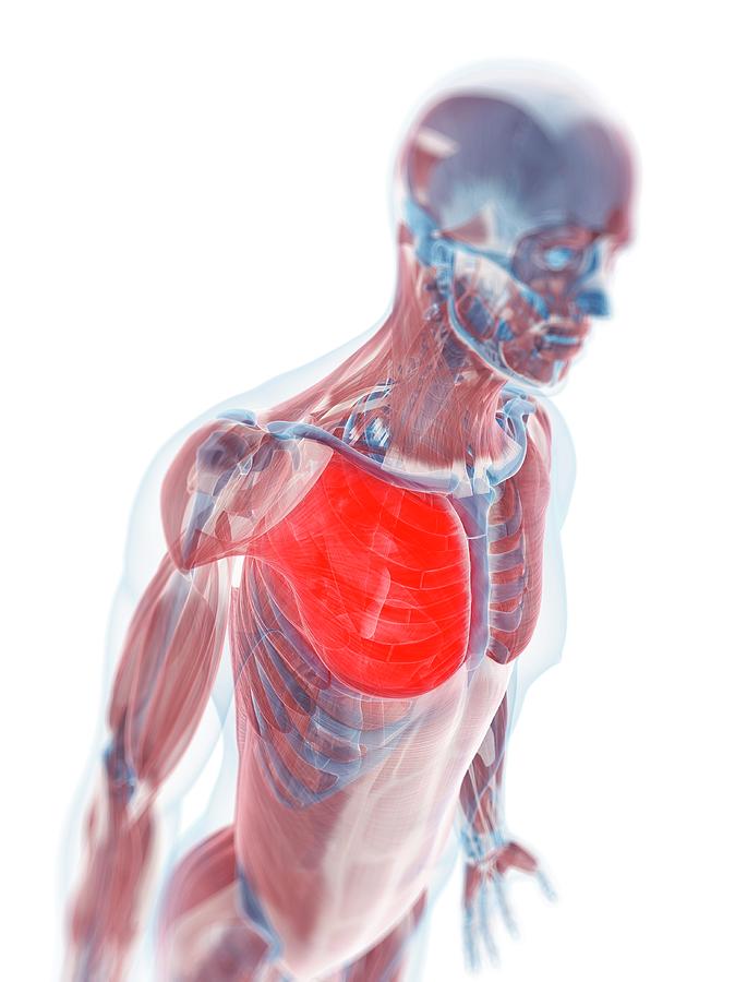 Illustration Photograph - Pectoralis Major Muscle #1 by Sciepro/science Photo Library