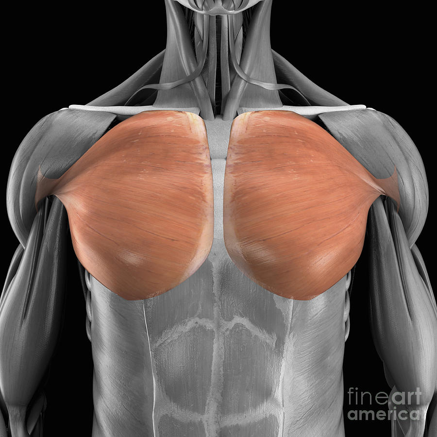 Pectoralis Major Muscles #1 Photograph by Science Picture Co