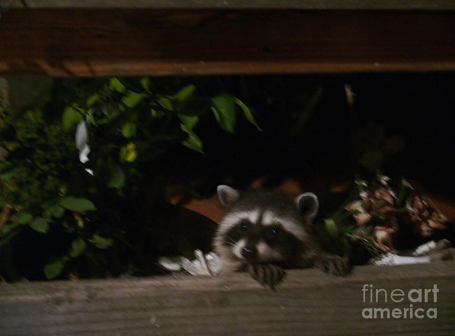 Raccoon Photograph - Peek-a-boo Baby #1 by Jacquelyn Roberts