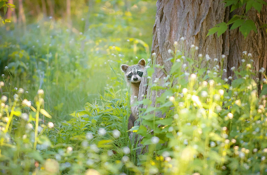 Peek-a-boo Photograph - Peek A Boo by Carrie Ann Grippo-Pike Peek-a-boo Photograph - Peek A Boo by Carrie Ann Grippo-Pike
