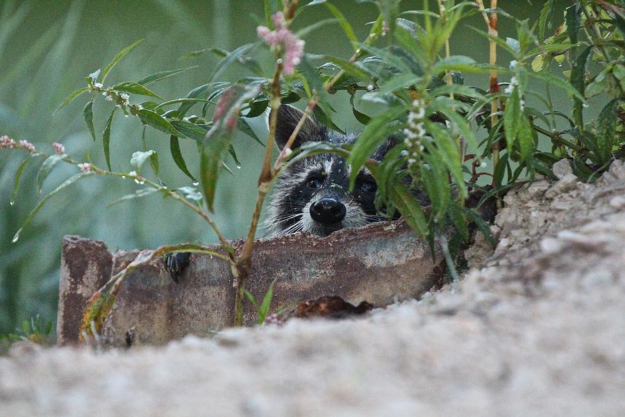 Peek-a-Boo Racoon #1 Photograph by John Dart