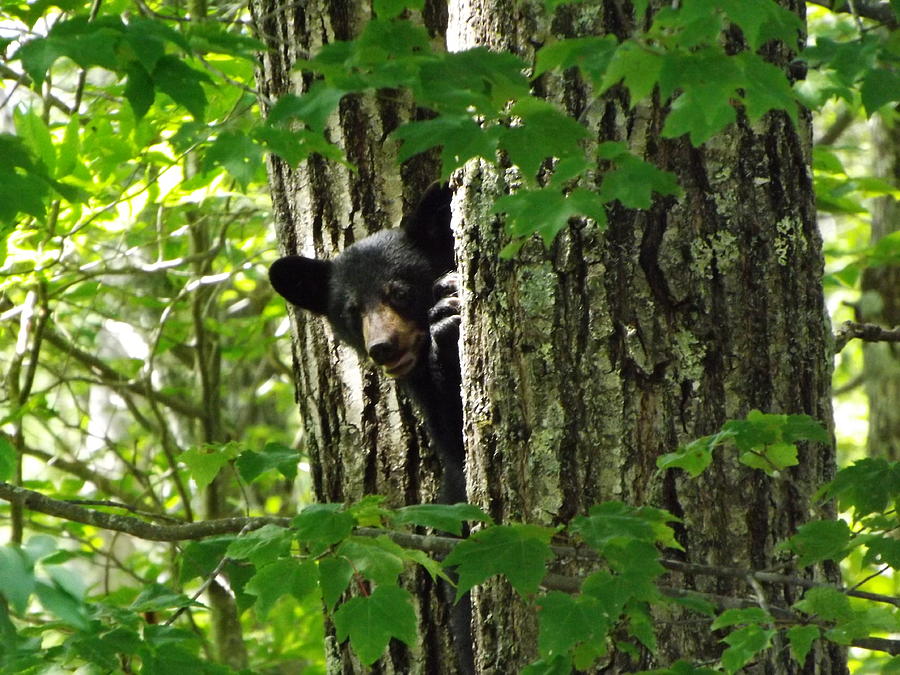 Peeking Around The Tree Photograph by Cheryl King - Fine Art America