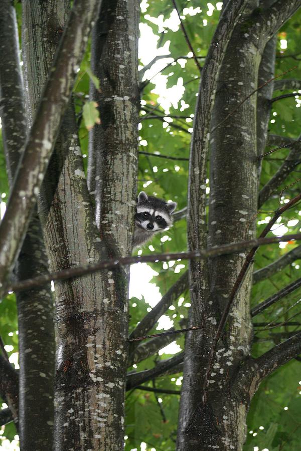 Raccoon Photograph - Peeking At Me #1 by Myrna Walsh