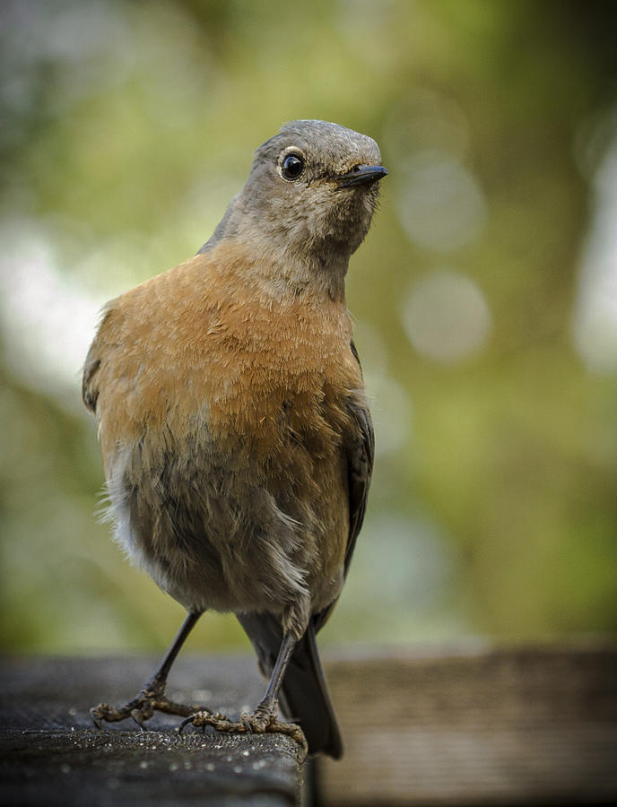 Peering Bluebird #1 Photograph by Jean Noren