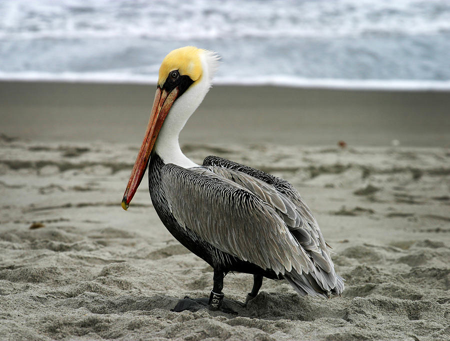 Pelican #2 Photograph by Anthony Jones