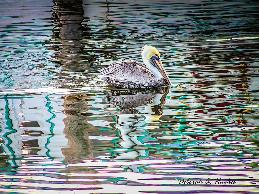 Pelican by Deborah Hughes Pelican by Deborah Hughes