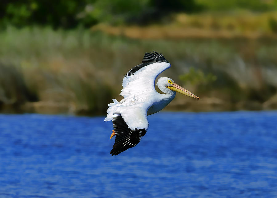 Pelican Flight #1 Photograph by Bill Dodsworth