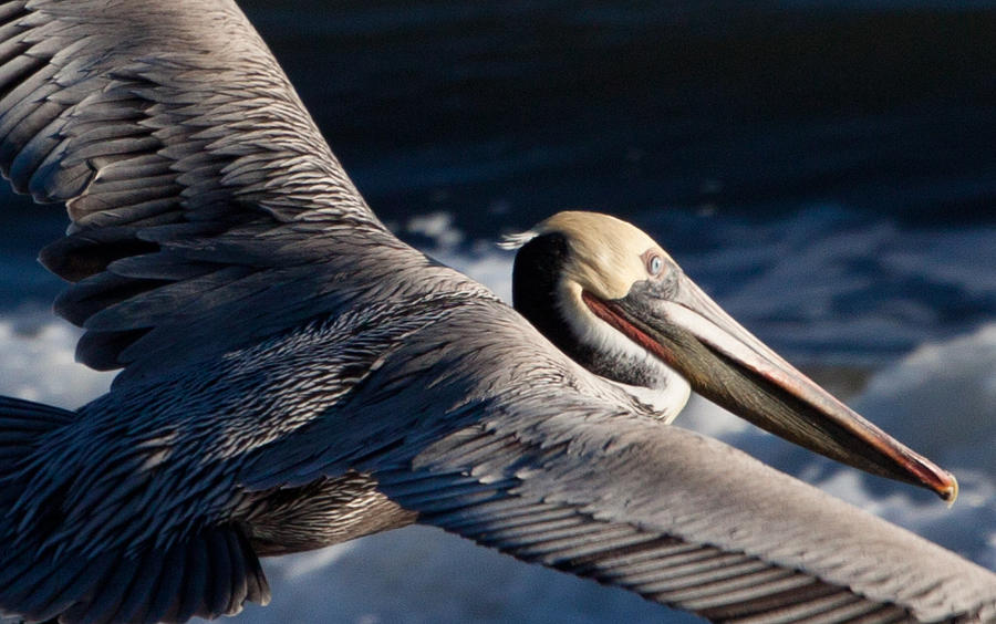 Pelican Flight #1 Photograph by John Daly