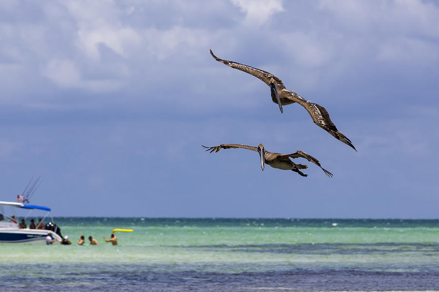 Pelican Photograph - Pelican Florida #1 by Jianghui Zhang
