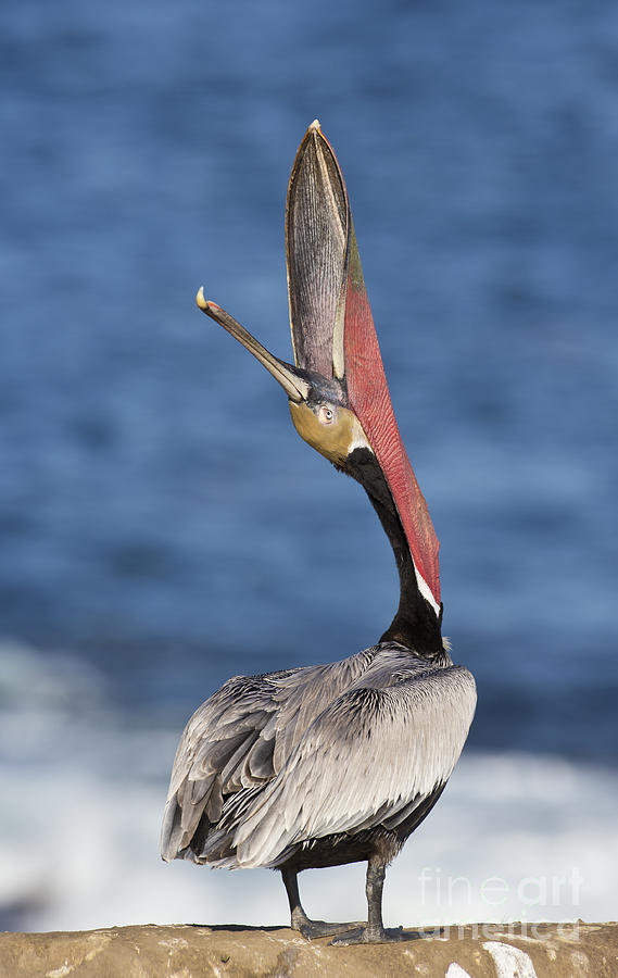 Pelican head throw Photograph by Bryan Keil
