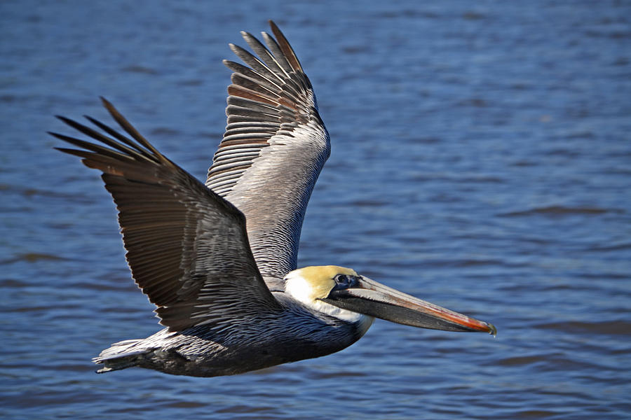 Pelican In Flight Photograph By Bryan Maleckar - Fine Art America