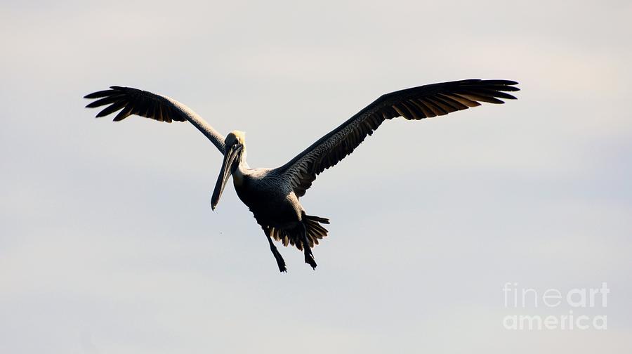 Pelican in Flight Photograph by William Bosley - Fine Art America