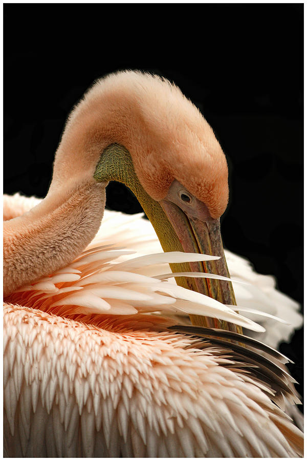 Pelican Photograph - Pelican #1 by John Fotheringham