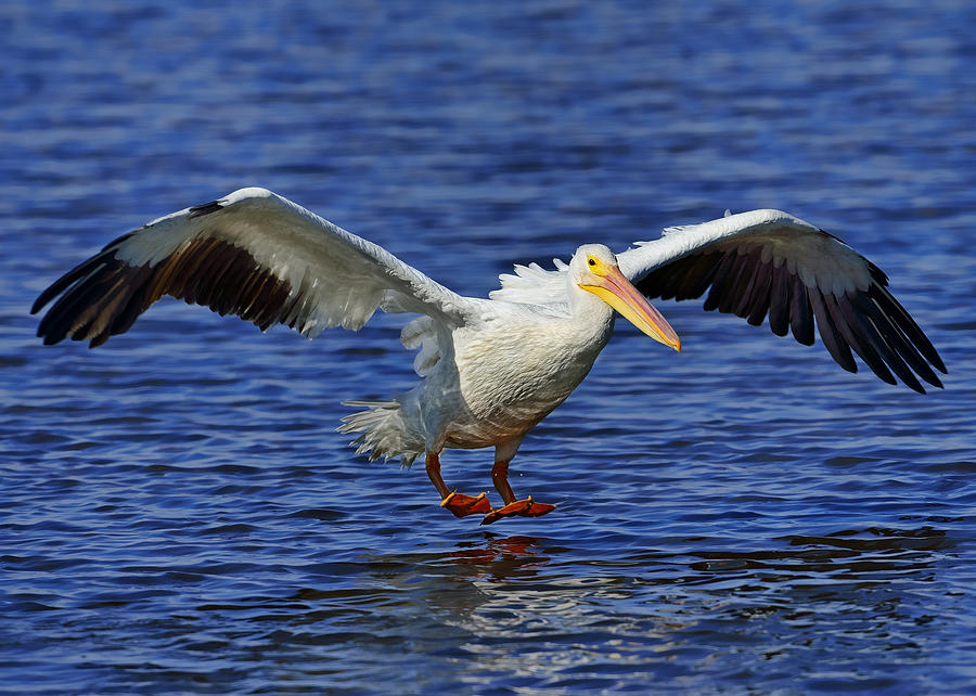 Pelican Landing #1 Photograph by Bill Dodsworth