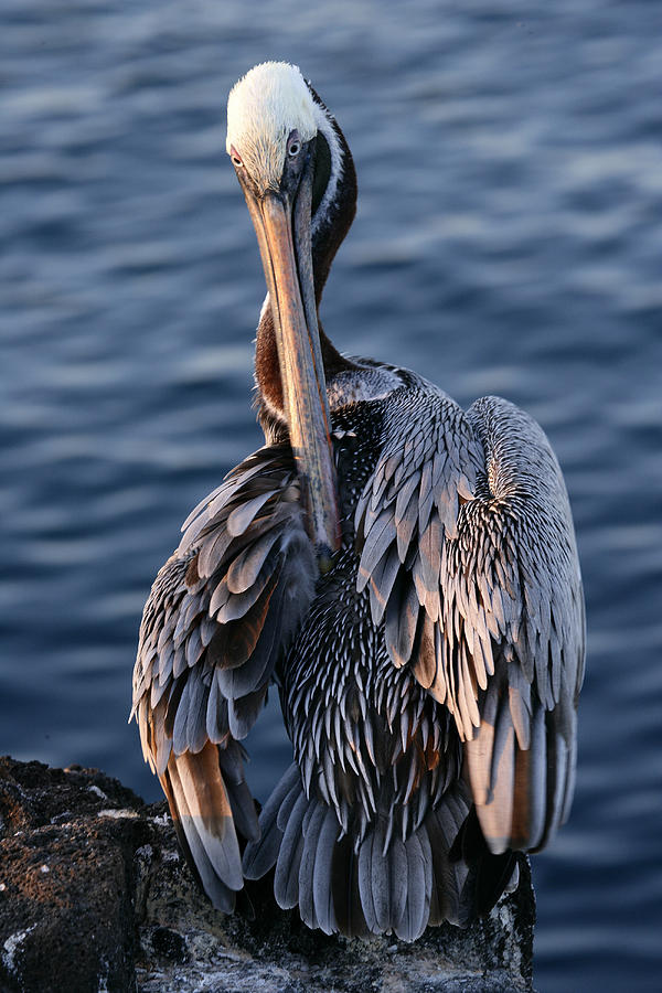 Nature Photograph - Pelican, Pelecanus Occidentalis #1 by David Santiago Garcia