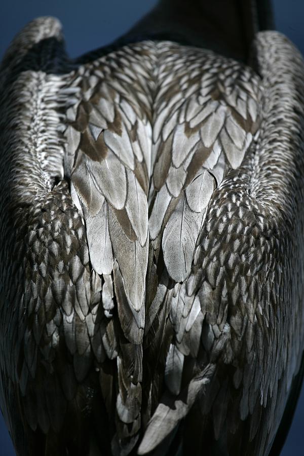 Nature Photograph - Pelican, Pelecanus Occidentalis, Santa #1 by David Santiago Garcia