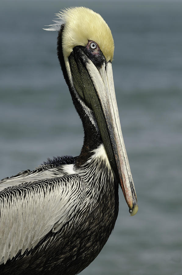 Pelican Portrait #1 Photograph by Bradford Martin