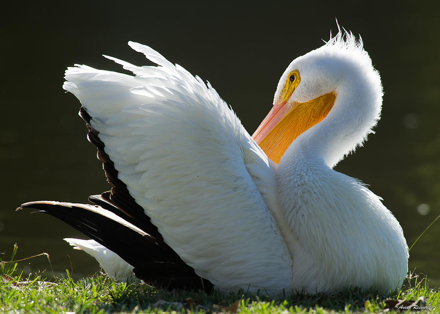 Pelican Preening #1 Photograph by Avian Resources