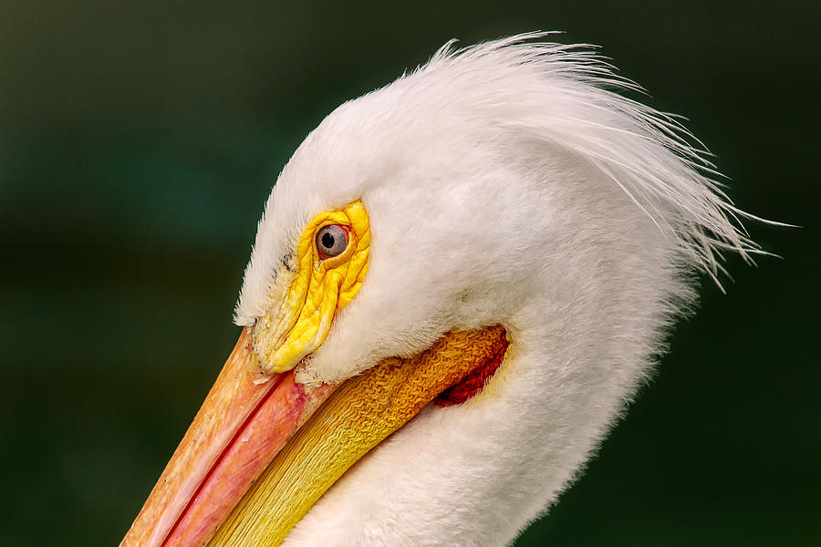 Pelican Profile Photograph by Michael Pachis | Fine Art America