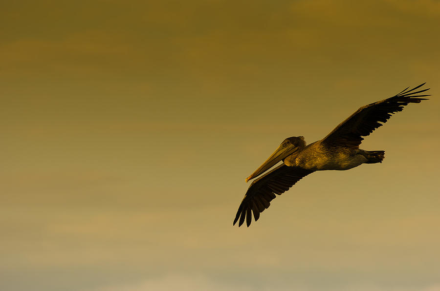 Pelican Photograph - Pelican #1 by Sebastian Musial