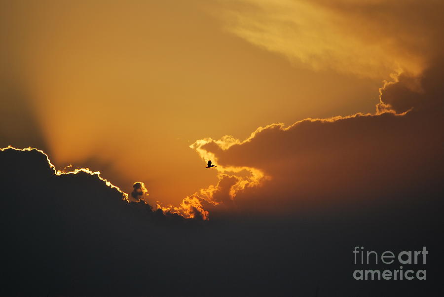Pelican Sunset Photograph by Bob Sample