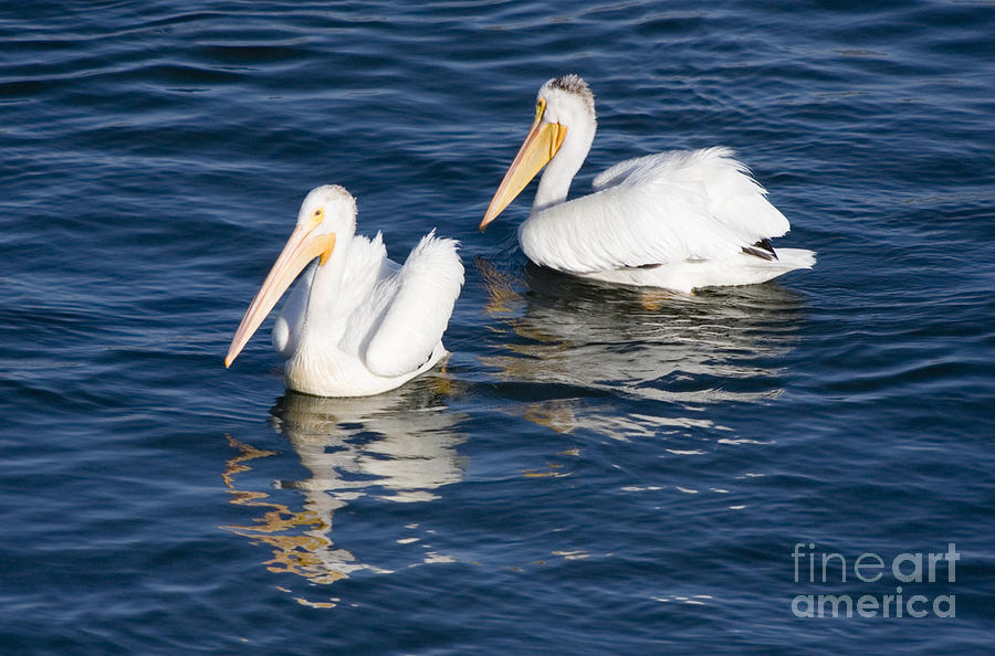 Pelicans And Blue Heron At Chatfield Reservoir Photograph