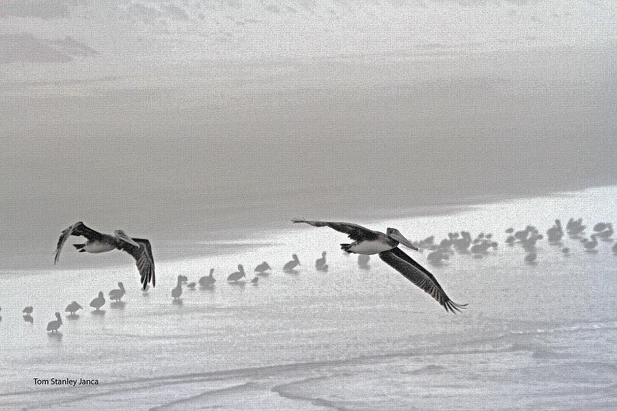 Pelicans Foggy Picnic  #3 Photograph by Tom Janca