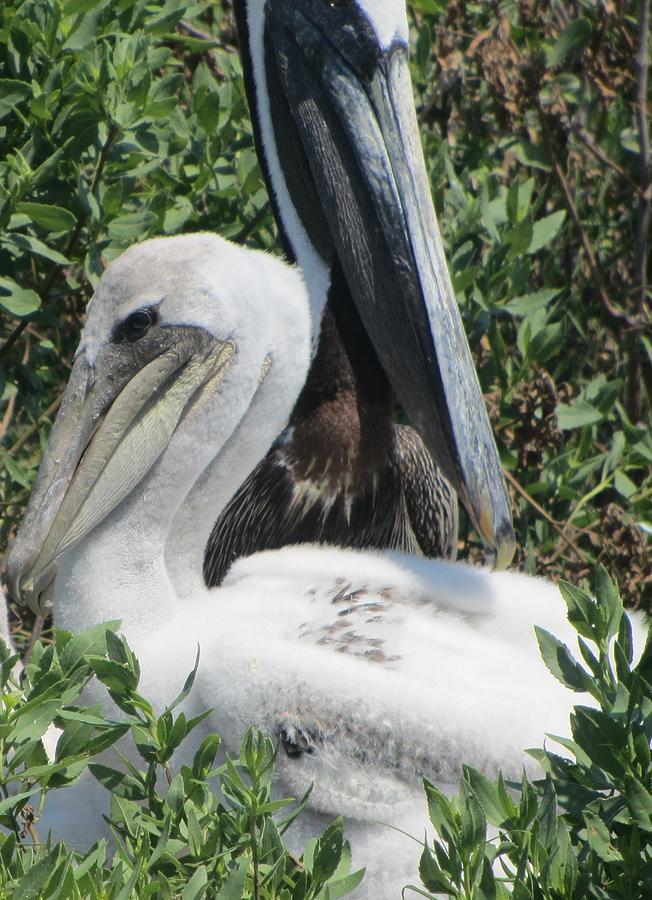 Pelican Photograph - Pelicans of Beacon Island 2 by Cathy Lindsey