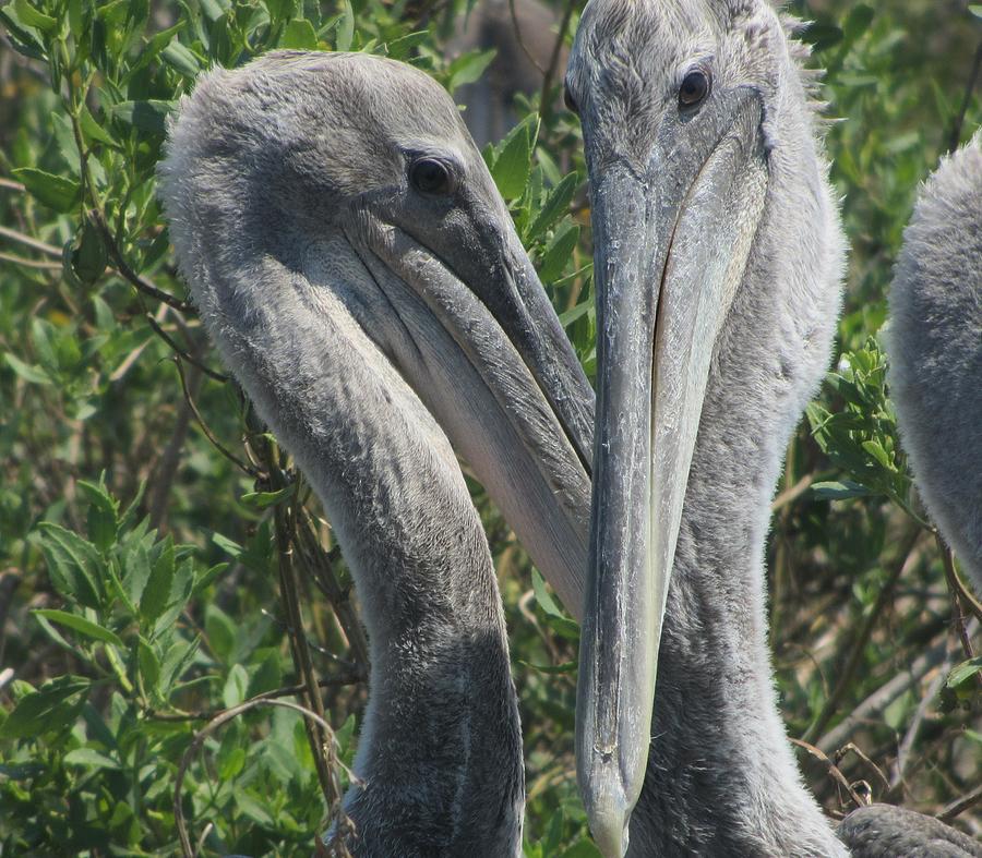 Pelican Photograph - Pelicans of Beacon Island by Cathy Lindsey