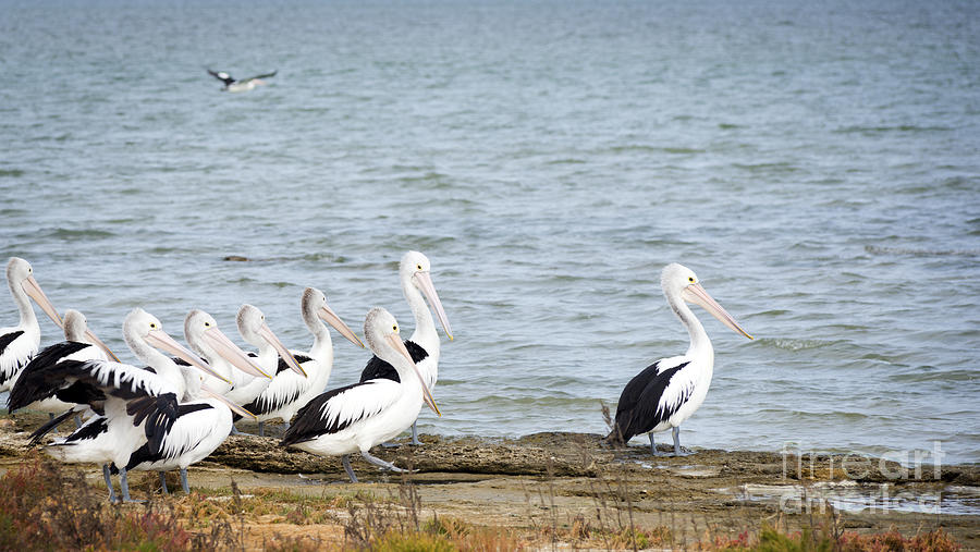 Pelican Photograph - Pelicans #1 by THP Creative