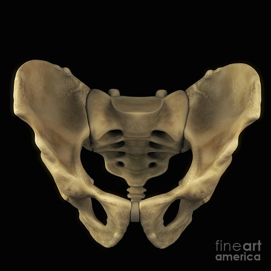 Pelvic bones, artwork - Stock Image - C010/7103 - Science Photo