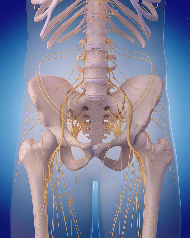 Pelvic Nerves Photograph by Sebastian Kaulitzki/science Photo Library ...